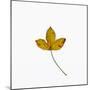 Single Leaf-Clive Nolan-Mounted Photographic Print