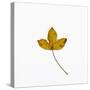 Single Leaf-Clive Nolan-Stretched Canvas