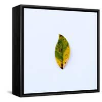 Single Leaf-Clive Nolan-Framed Stretched Canvas