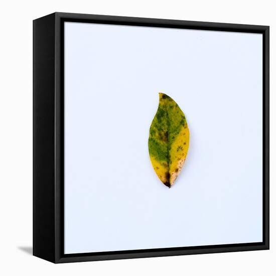 Single Leaf-Clive Nolan-Framed Stretched Canvas