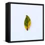 Single Leaf-Clive Nolan-Framed Stretched Canvas