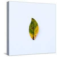 Single Leaf-Clive Nolan-Stretched Canvas