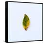 Single Leaf-Clive Nolan-Framed Stretched Canvas