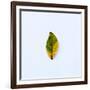 Single Leaf-Clive Nolan-Framed Photographic Print