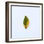 Single Leaf-Clive Nolan-Framed Photographic Print