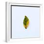 Single Leaf-Clive Nolan-Framed Photographic Print