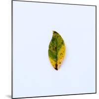 Single Leaf-Clive Nolan-Mounted Photographic Print