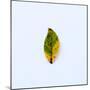 Single Leaf-Clive Nolan-Mounted Photographic Print