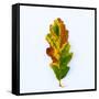 Single Leaf-Clive Nolan-Framed Stretched Canvas