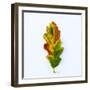 Single Leaf-Clive Nolan-Framed Photographic Print