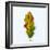 Single Leaf-Clive Nolan-Framed Photographic Print