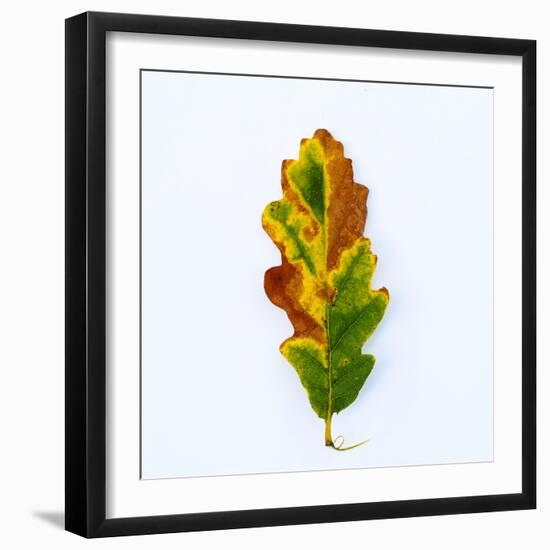 Single Leaf-Clive Nolan-Framed Photographic Print