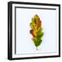 Single Leaf-Clive Nolan-Framed Photographic Print