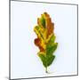 Single Leaf-Clive Nolan-Mounted Photographic Print