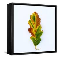 Single Leaf-Clive Nolan-Framed Stretched Canvas