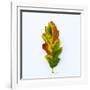 Single Leaf-Clive Nolan-Framed Photographic Print