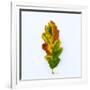 Single Leaf-Clive Nolan-Framed Photographic Print