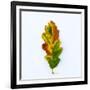 Single Leaf-Clive Nolan-Framed Photographic Print