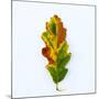 Single Leaf-Clive Nolan-Mounted Photographic Print