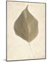 Single Leaf-Amy Melious-Mounted Art Print