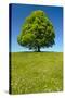 Single Linden Tree-filmfoto-Stretched Canvas