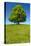 Single Linden Tree-filmfoto-Stretched Canvas