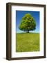 Single Linden Tree-filmfoto-Framed Photographic Print