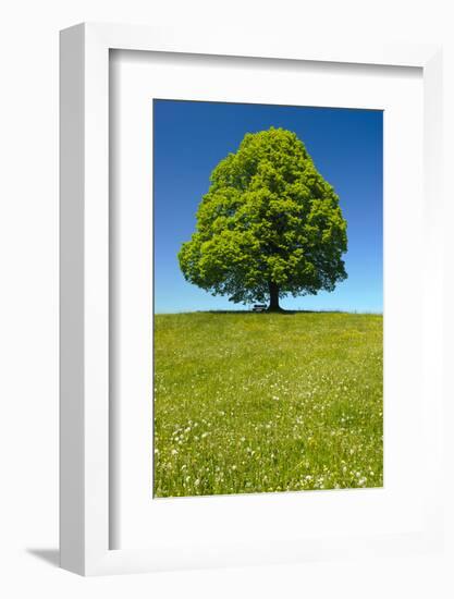 Single Linden Tree-filmfoto-Framed Photographic Print