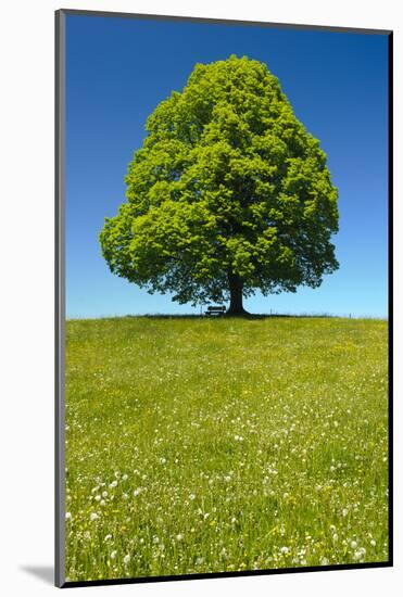 Single Linden Tree-filmfoto-Mounted Photographic Print