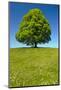 Single Linden Tree-filmfoto-Mounted Photographic Print
