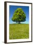 Single Linden Tree-filmfoto-Framed Photographic Print