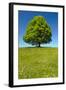 Single Linden Tree-filmfoto-Framed Photographic Print