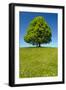 Single Linden Tree-filmfoto-Framed Photographic Print