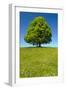 Single Linden Tree-filmfoto-Framed Photographic Print