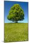 Single Linden Tree-filmfoto-Mounted Photographic Print