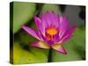 Single Magenta Water Lily, Lake Gardens Park, Kuala Lumpur, Malaysia-Ellen Clark-Stretched Canvas