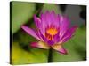 Single Magenta Water Lily, Lake Gardens Park, Kuala Lumpur, Malaysia-Ellen Clark-Stretched Canvas