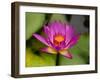 Single Magenta Water Lily, Lake Gardens Park, Kuala Lumpur, Malaysia-Ellen Clark-Framed Photographic Print