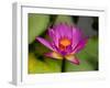 Single Magenta Water Lily, Lake Gardens Park, Kuala Lumpur, Malaysia-Ellen Clark-Framed Photographic Print