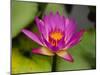 Single Magenta Water Lily, Lake Gardens Park, Kuala Lumpur, Malaysia-Ellen Clark-Mounted Photographic Print