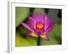 Single Magenta Water Lily, Lake Gardens Park, Kuala Lumpur, Malaysia-Ellen Clark-Framed Photographic Print