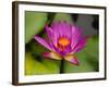 Single Magenta Water Lily, Lake Gardens Park, Kuala Lumpur, Malaysia-Ellen Clark-Framed Photographic Print