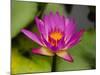 Single Magenta Water Lily, Lake Gardens Park, Kuala Lumpur, Malaysia-Ellen Clark-Mounted Photographic Print