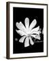 Single Magnolia-Jeff Pica-Framed Photographic Print