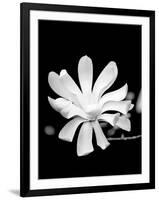 Single Magnolia-Jeff Pica-Framed Photographic Print