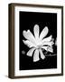 Single Magnolia-Jeff Pica-Framed Photographic Print