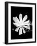 Single Magnolia-Jeff Pica-Framed Photographic Print