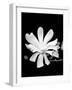 Single Magnolia-Jeff Pica-Framed Photographic Print