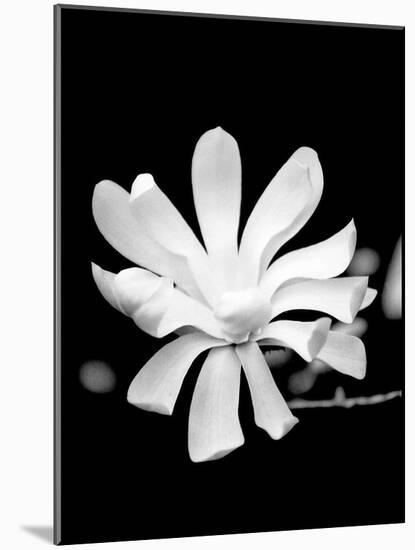 Single Magnolia-Jeff Pica-Mounted Photographic Print