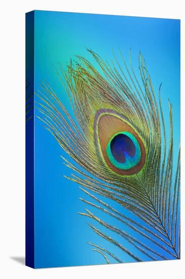 Single Male Peacock Tail Feather Against Colorful Background-Darrell Gulin-Stretched Canvas
